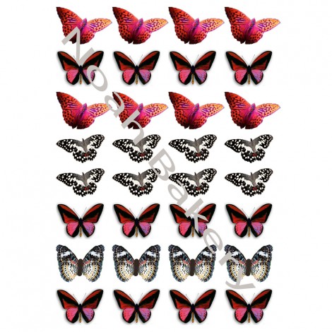 Įvairių atspalvių drugeliai